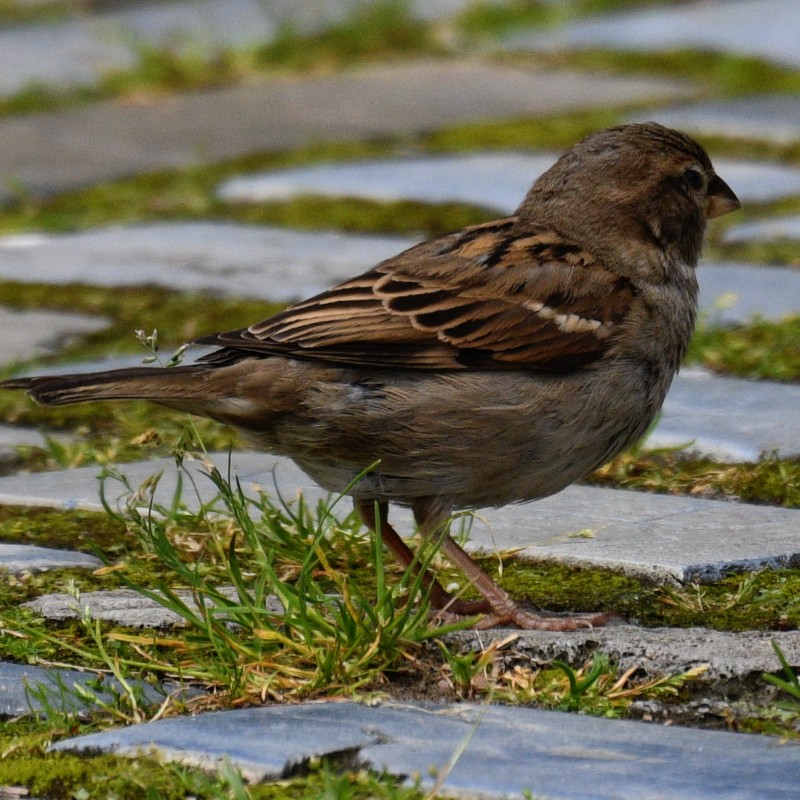 House Sparrow - ML620073573
