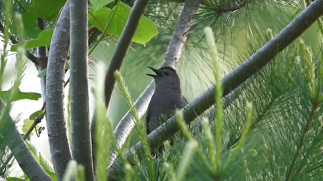 Pájaro Gato Gris - ML620073581