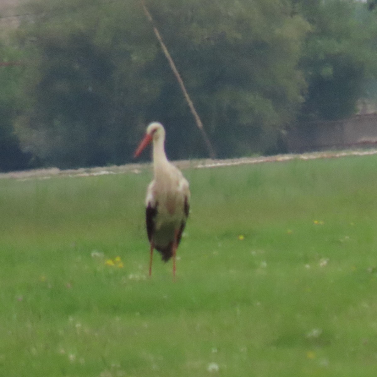 White Stork - ML620073583