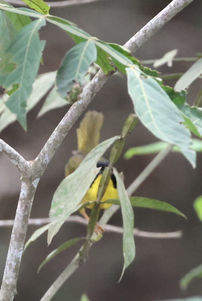 Жовтогорлик оливковоголовий - ML620073601