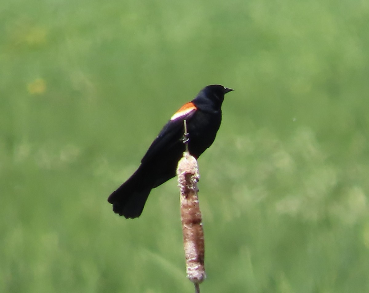 Red-winged Blackbird - ML620073607