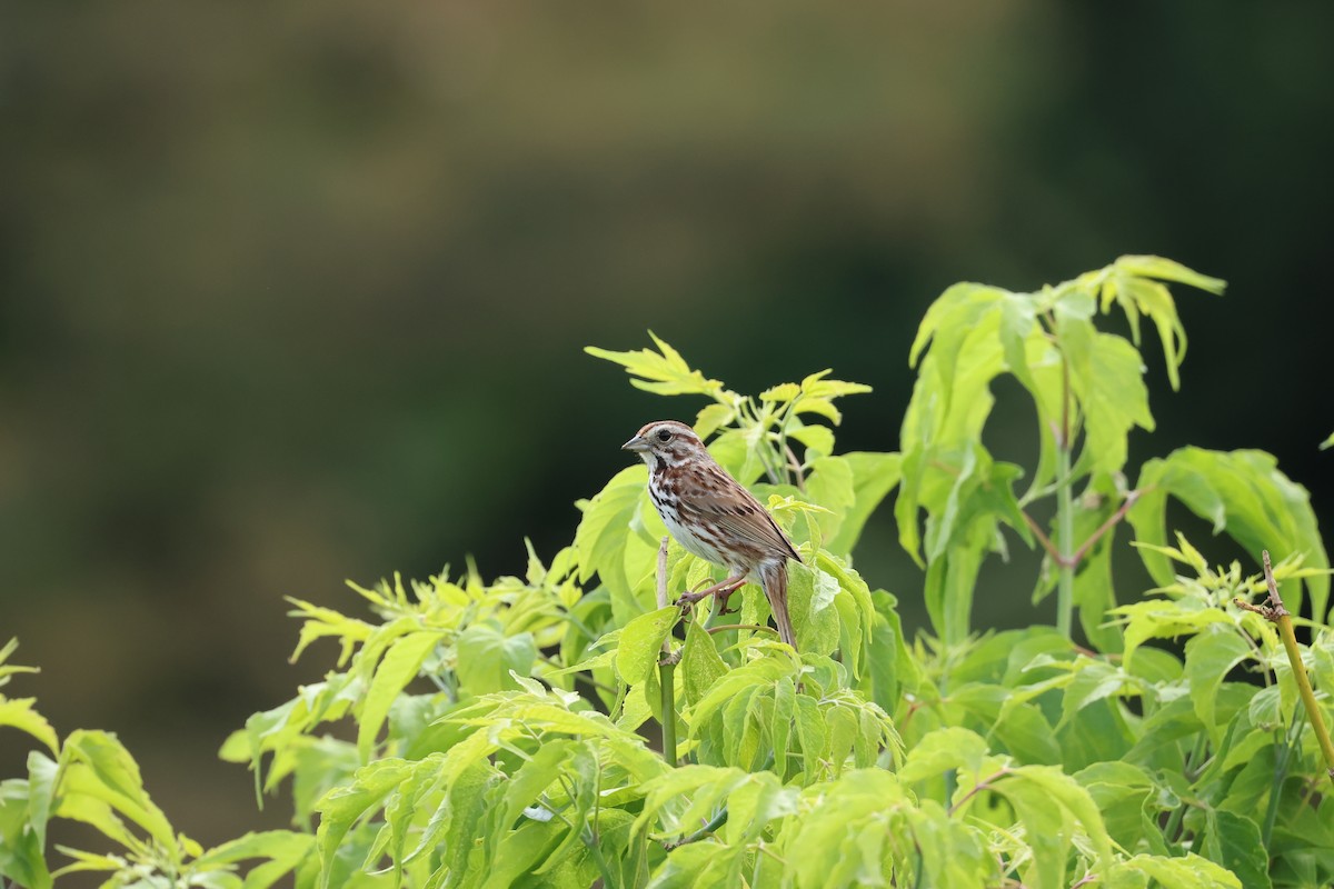 Song Sparrow - ML620073608