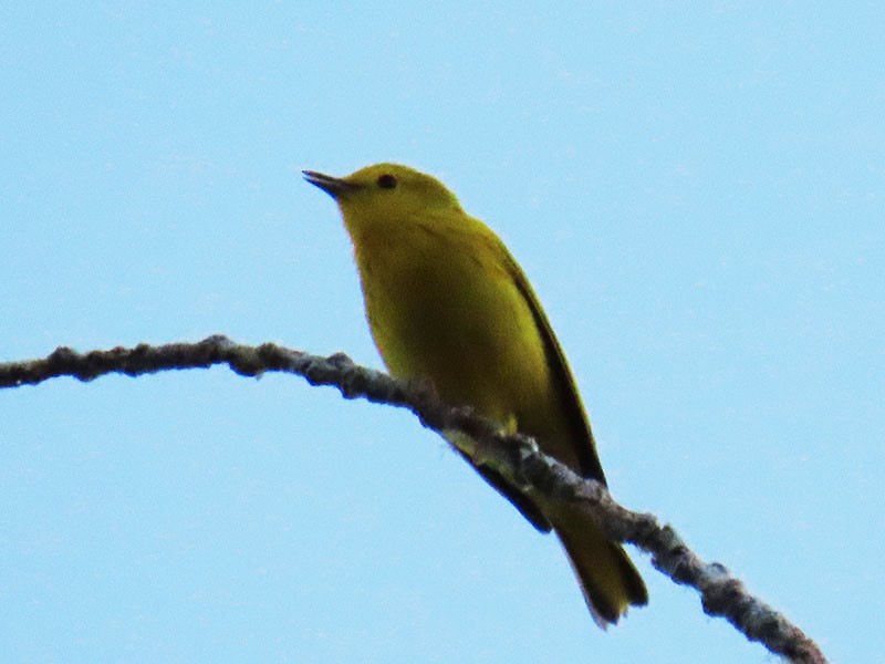 Yellow Warbler - ML620073614