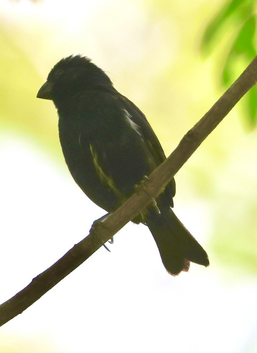 Variable Seedeater - ML620073621