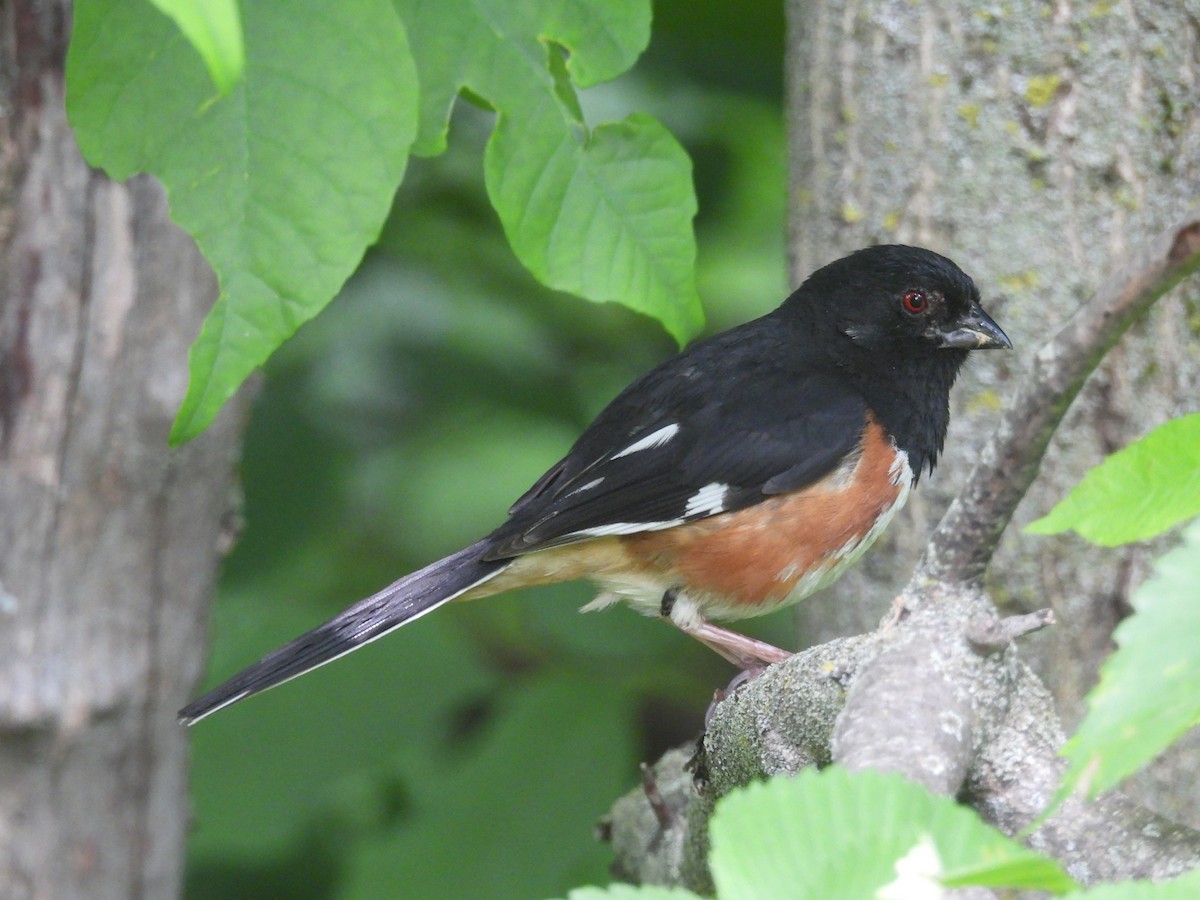 Eastern Towhee - ML620073638