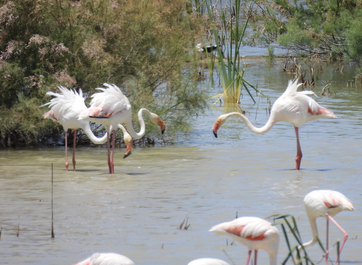 Greater Flamingo - ML620073646