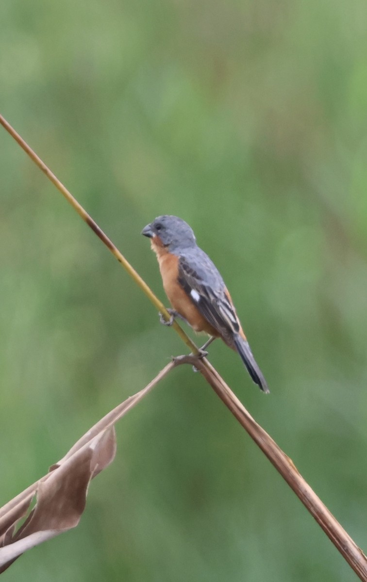 Ruddy-breasted Seedeater - ML620073652