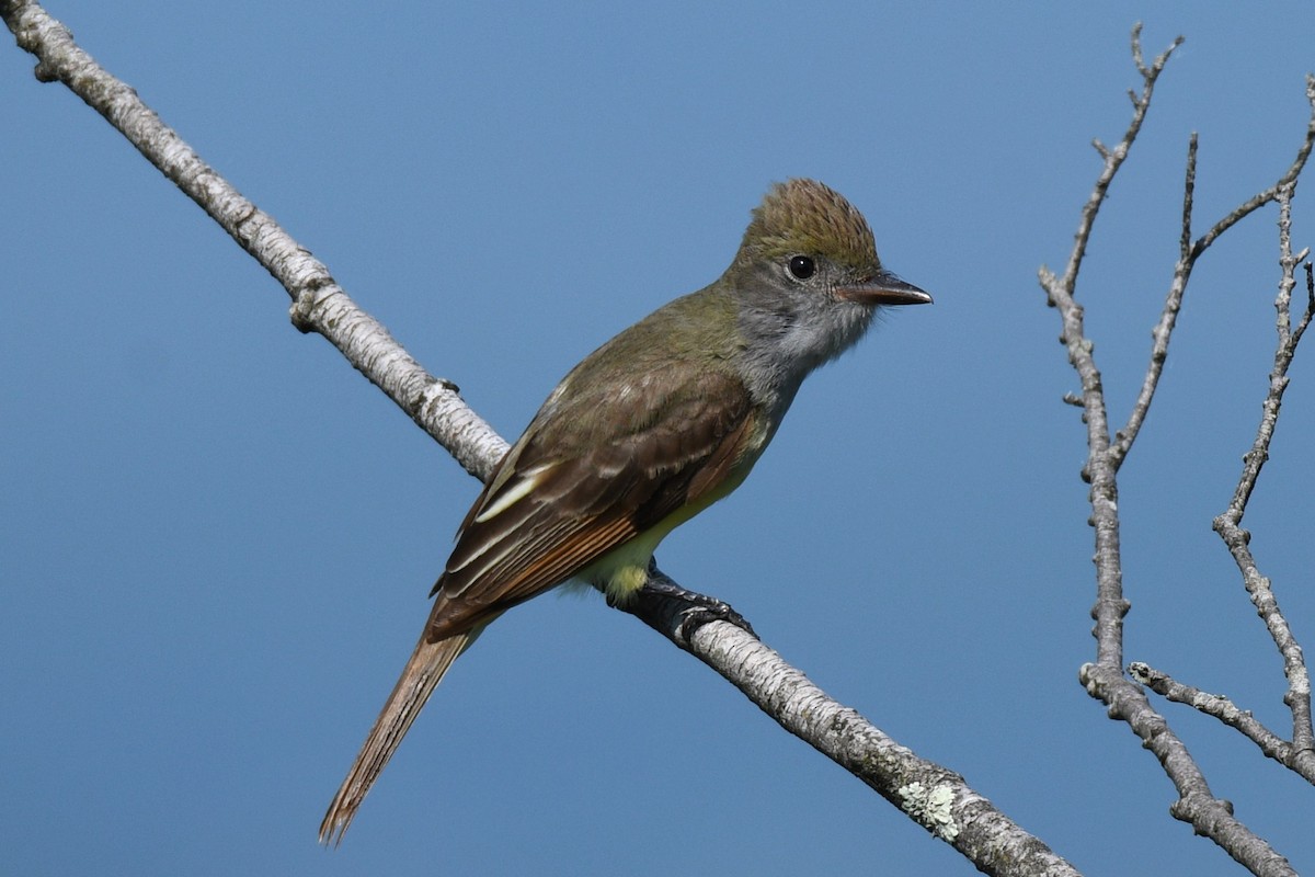 Great Crested Flycatcher - ML620073655