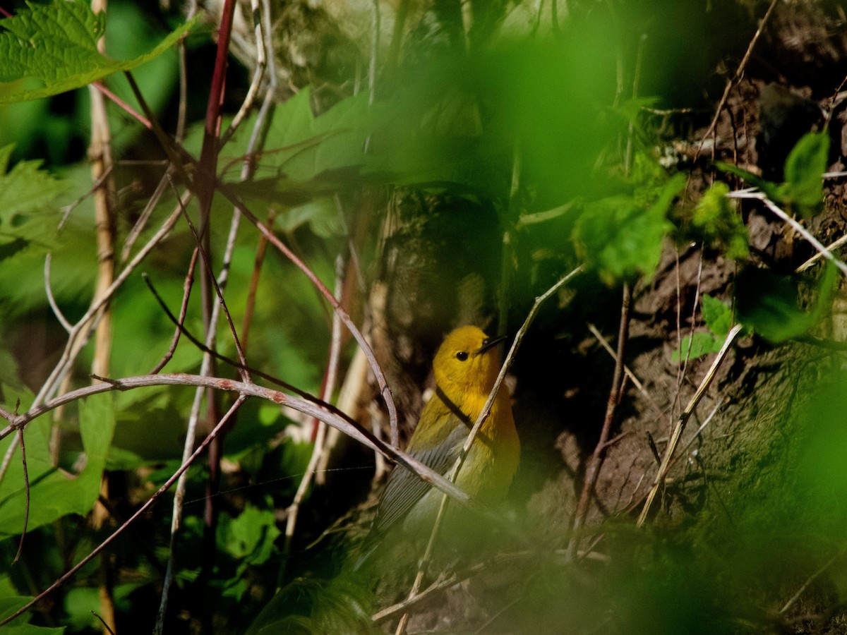 Prothonotary Warbler - ML620073668