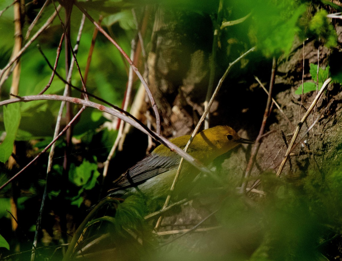 Prothonotary Warbler - ML620073669