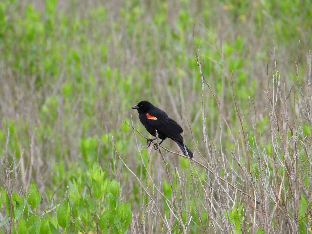 Red-winged Blackbird - ML620073677