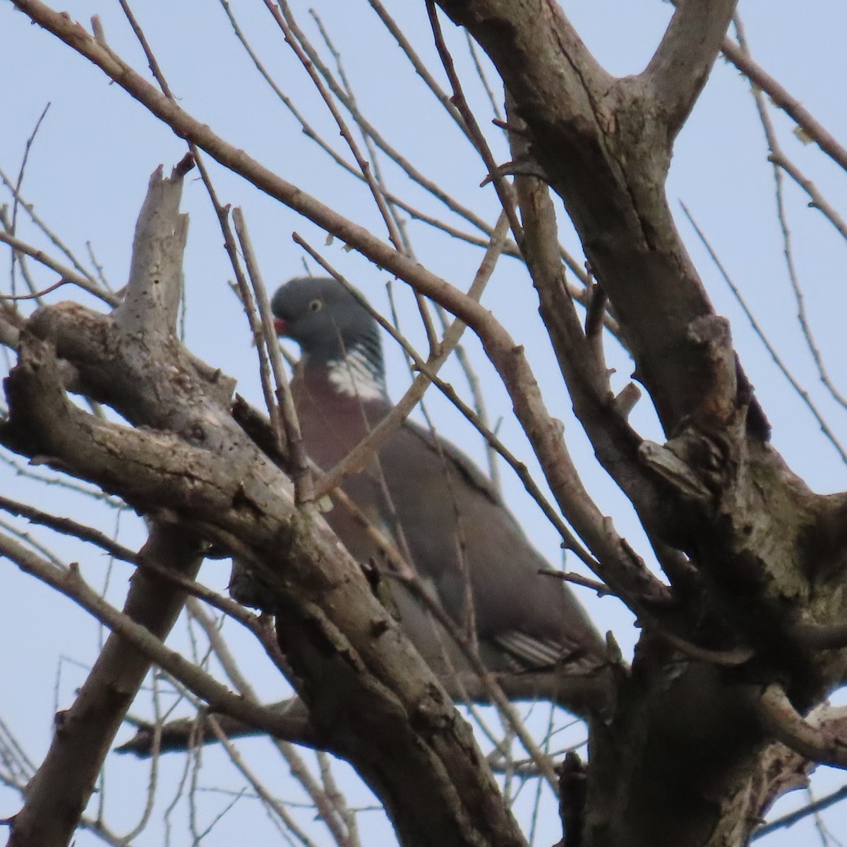 Common Wood-Pigeon - ML620073682