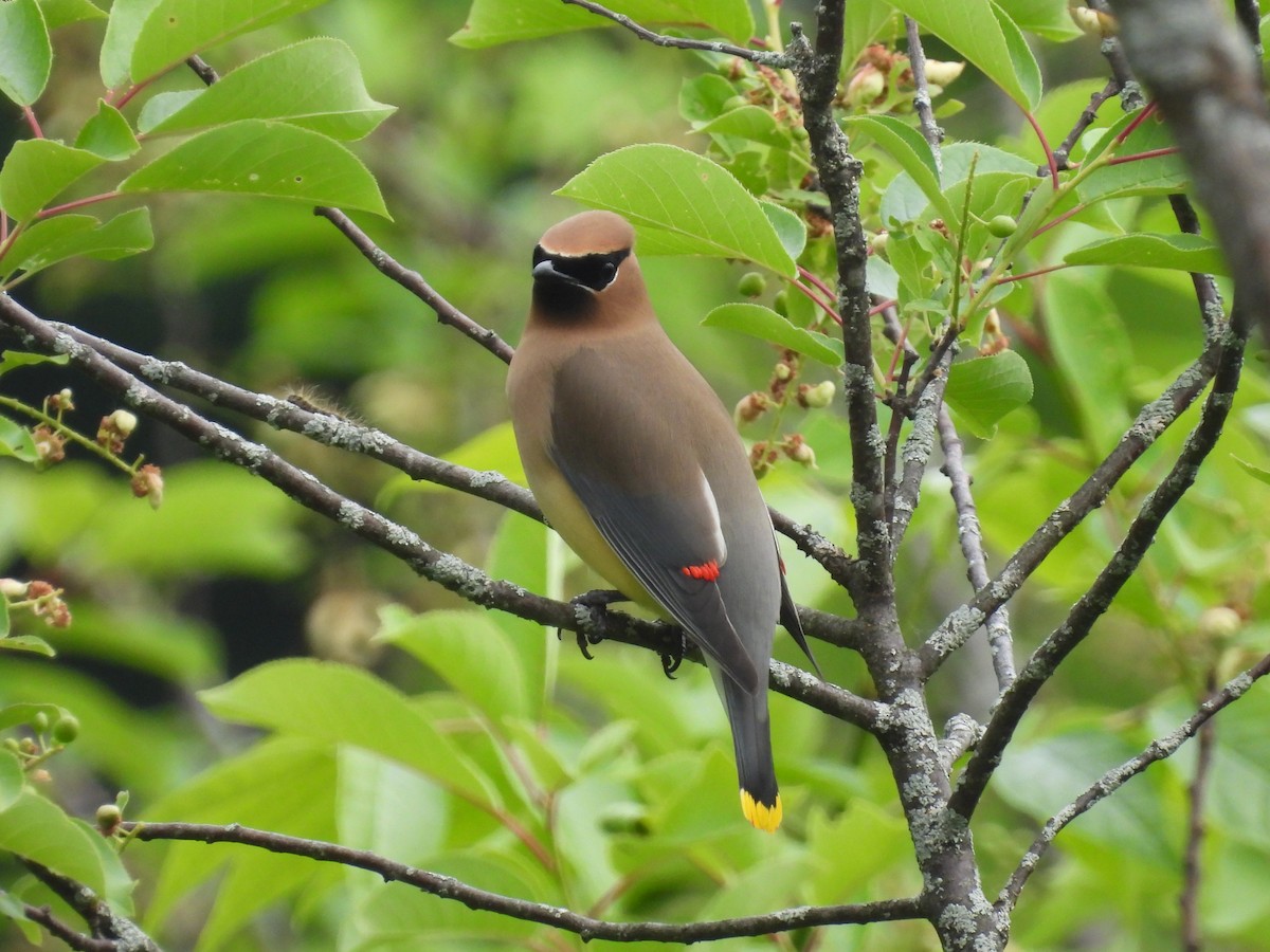 Cedar Waxwing - ML620073690