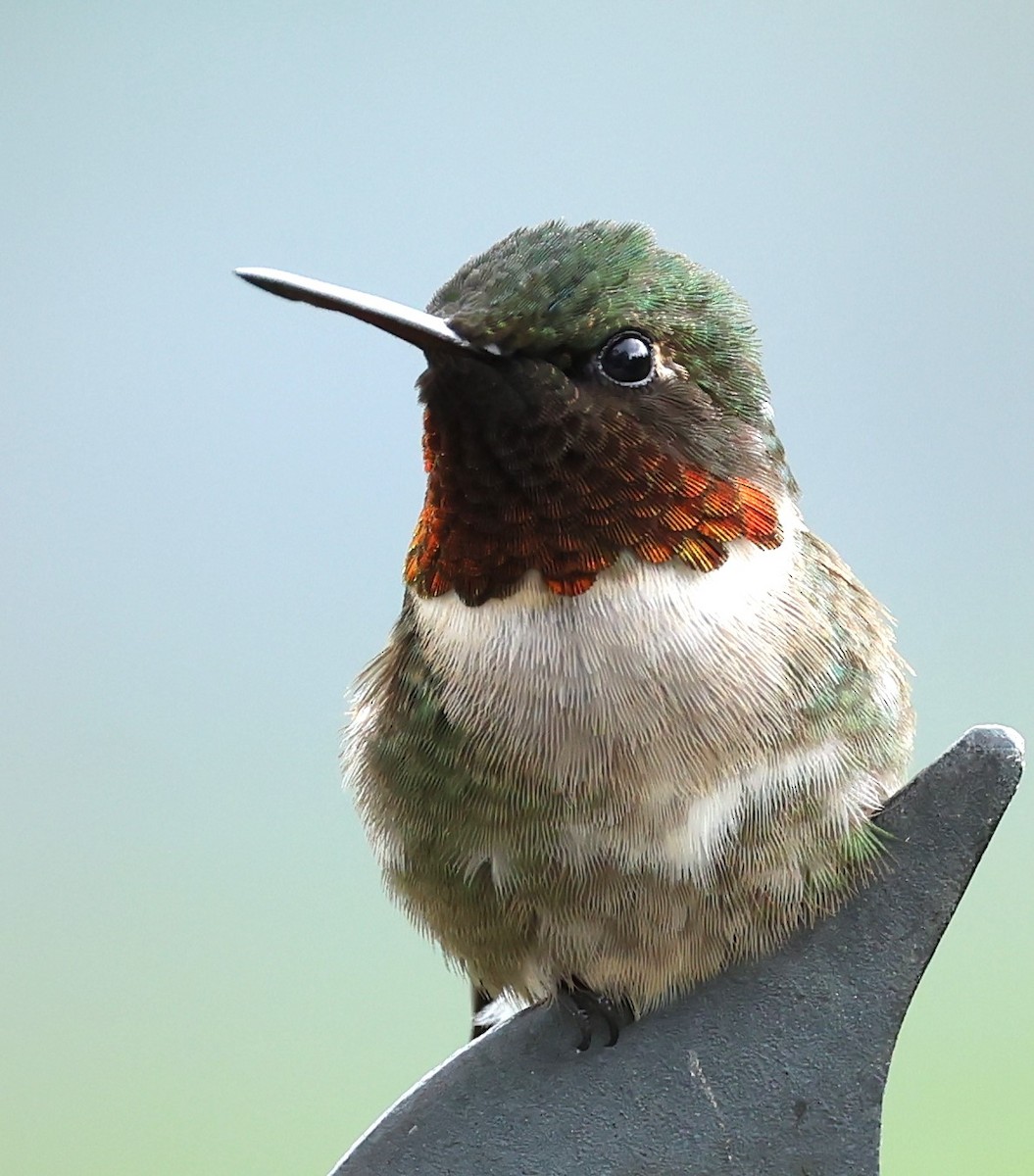 Ruby-throated Hummingbird - ML620073693