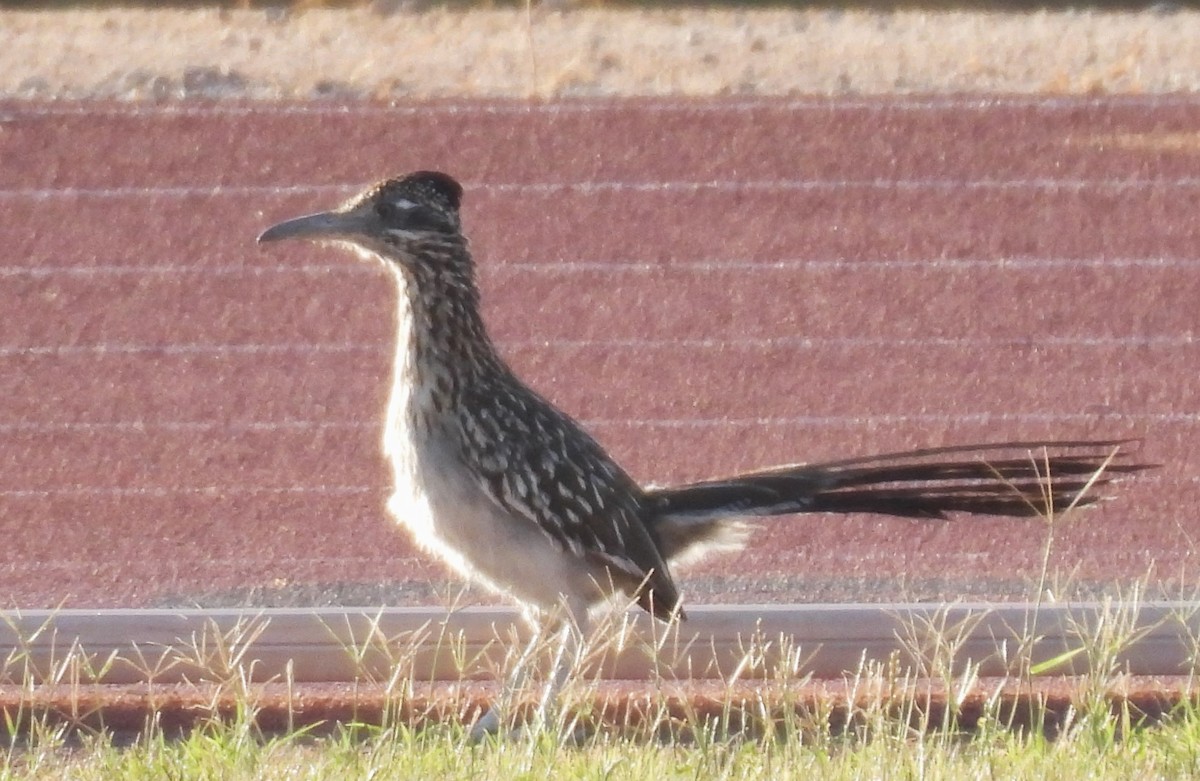 Greater Roadrunner - ML620073698