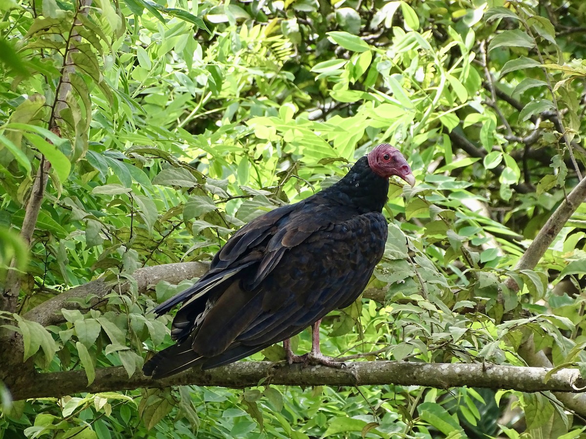 Turkey Vulture - ML620073700