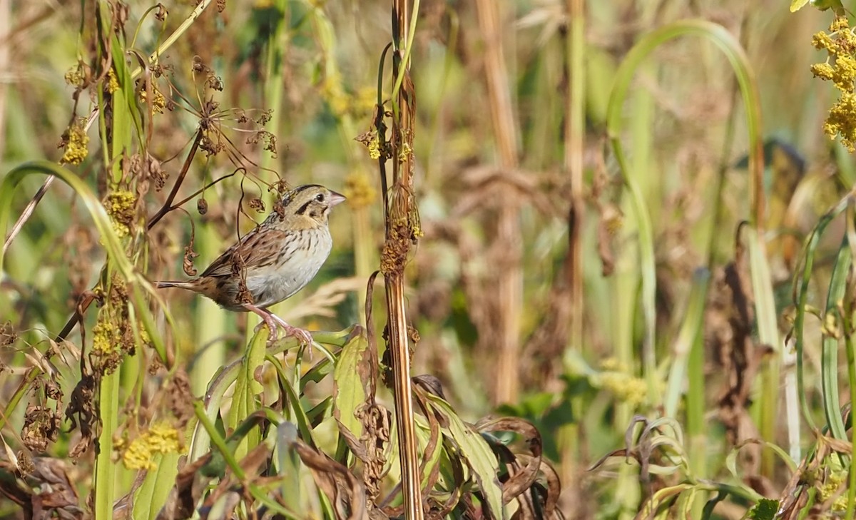 Henslow's Sparrow - ML620073705