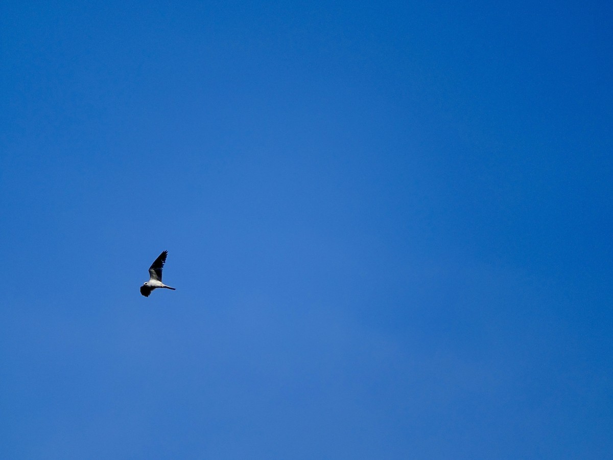 White-tailed Kite - ML620073710