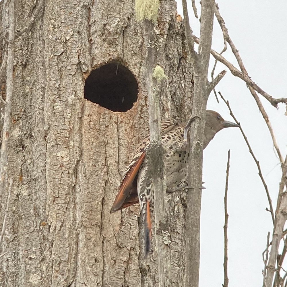Northern Flicker (Red-shafted) - ML620073722