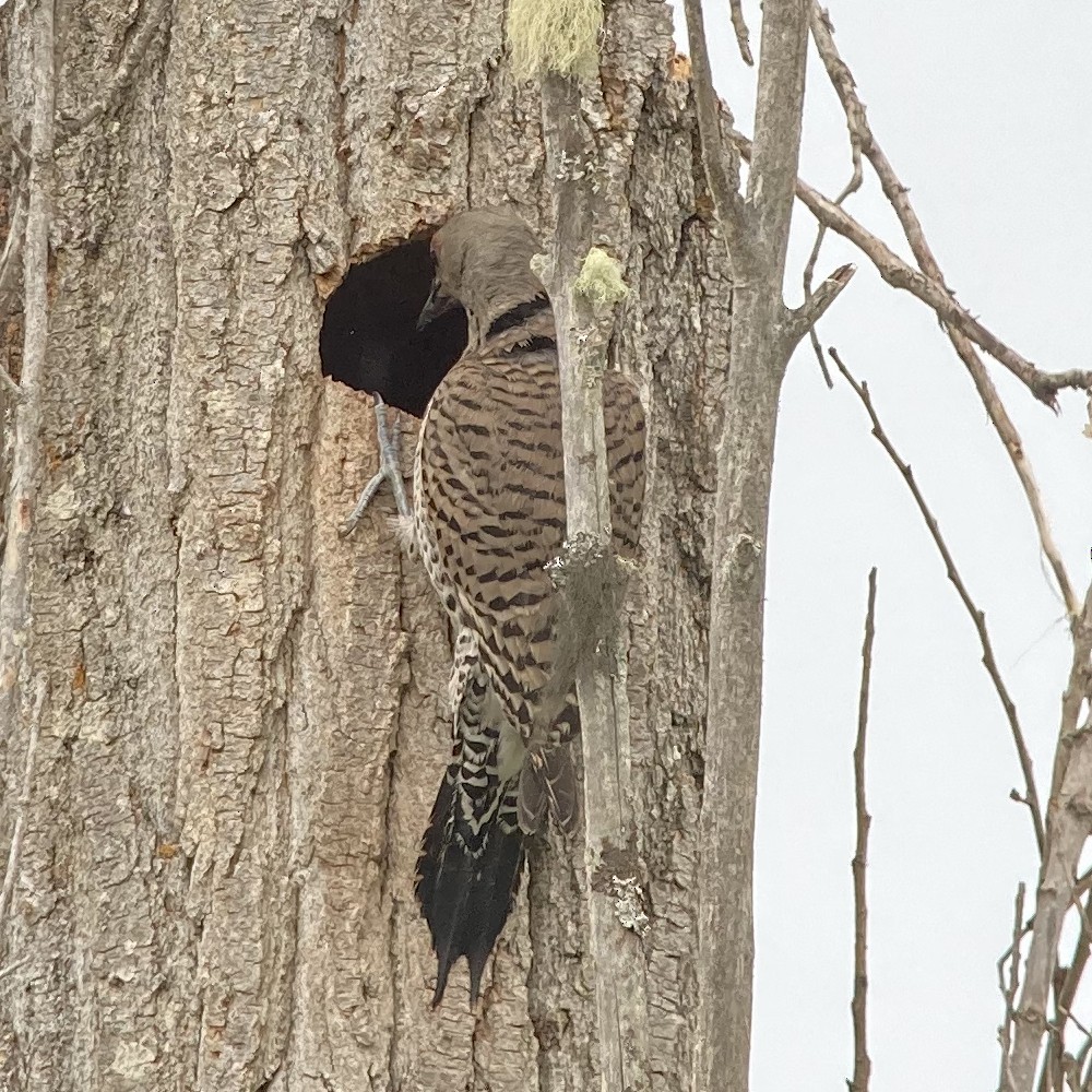 Northern Flicker (Red-shafted) - ML620073723