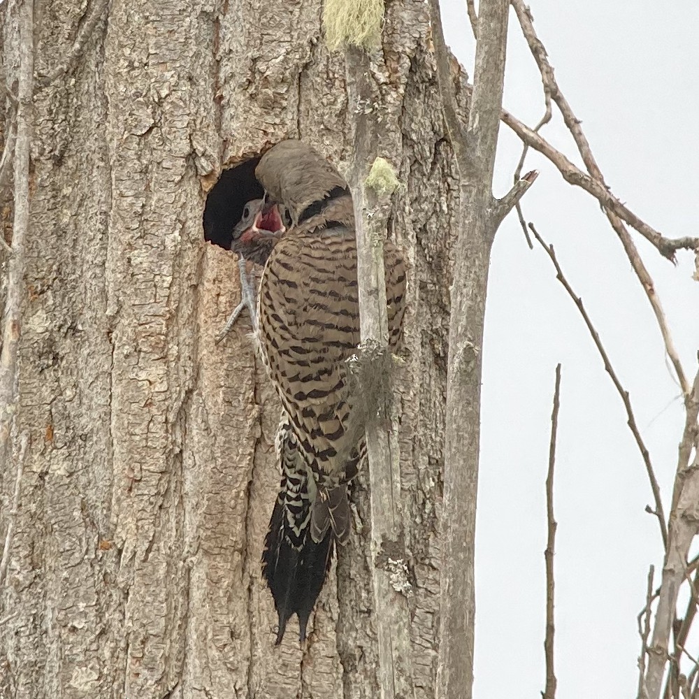 Northern Flicker (Red-shafted) - ML620073724