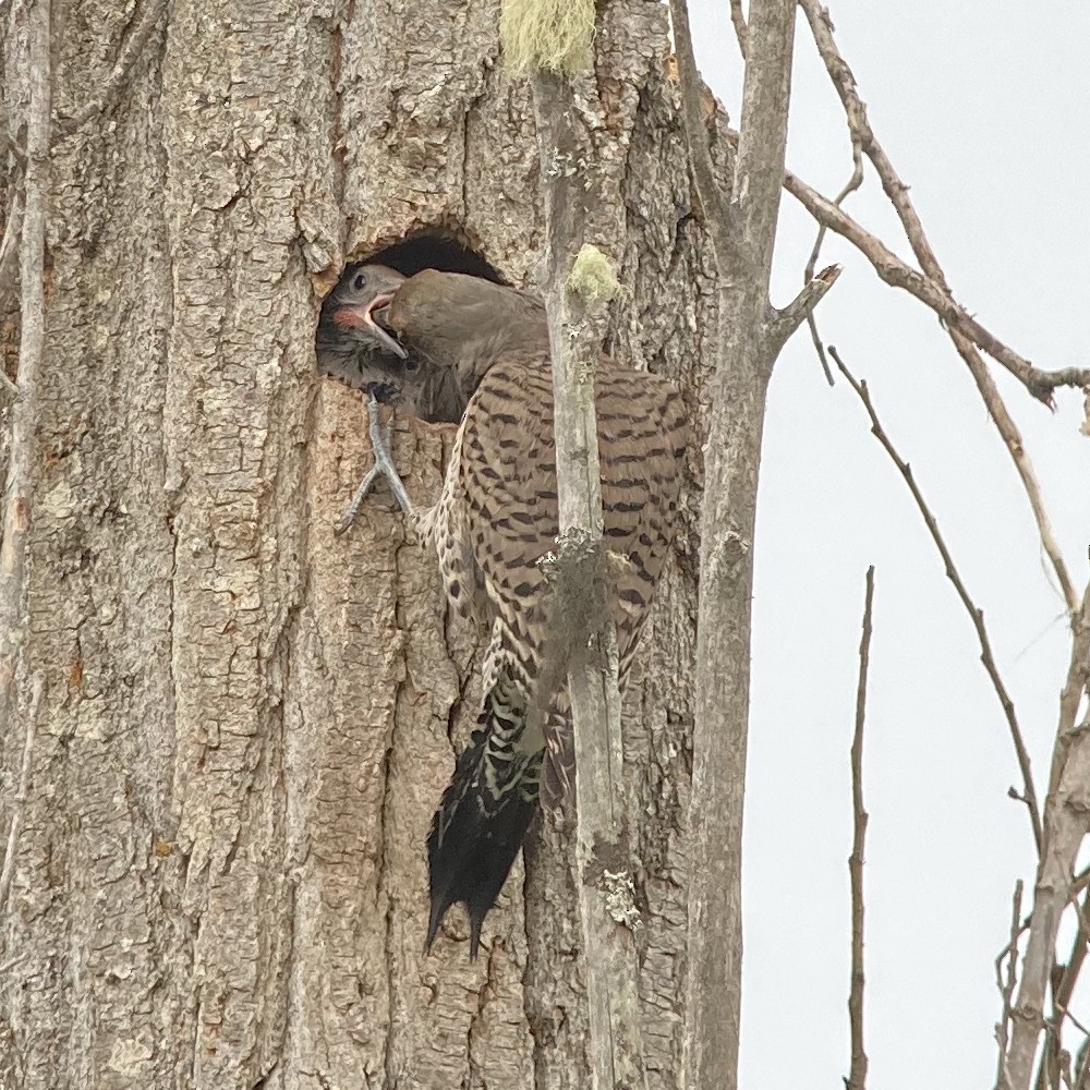 Northern Flicker (Red-shafted) - ML620073725