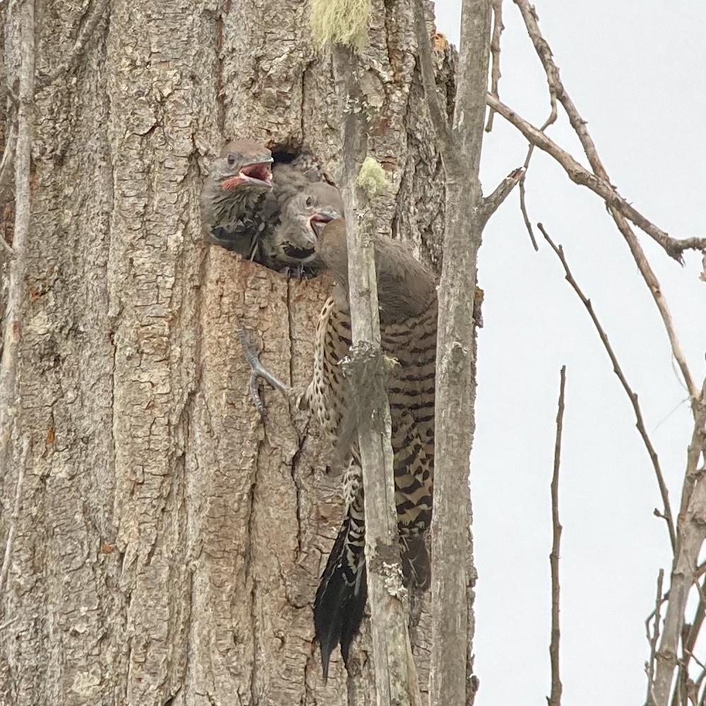 Northern Flicker (Red-shafted) - ML620073727