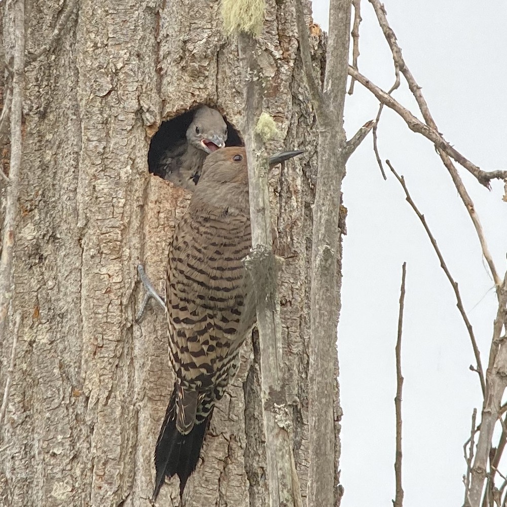 Northern Flicker (Red-shafted) - ML620073728