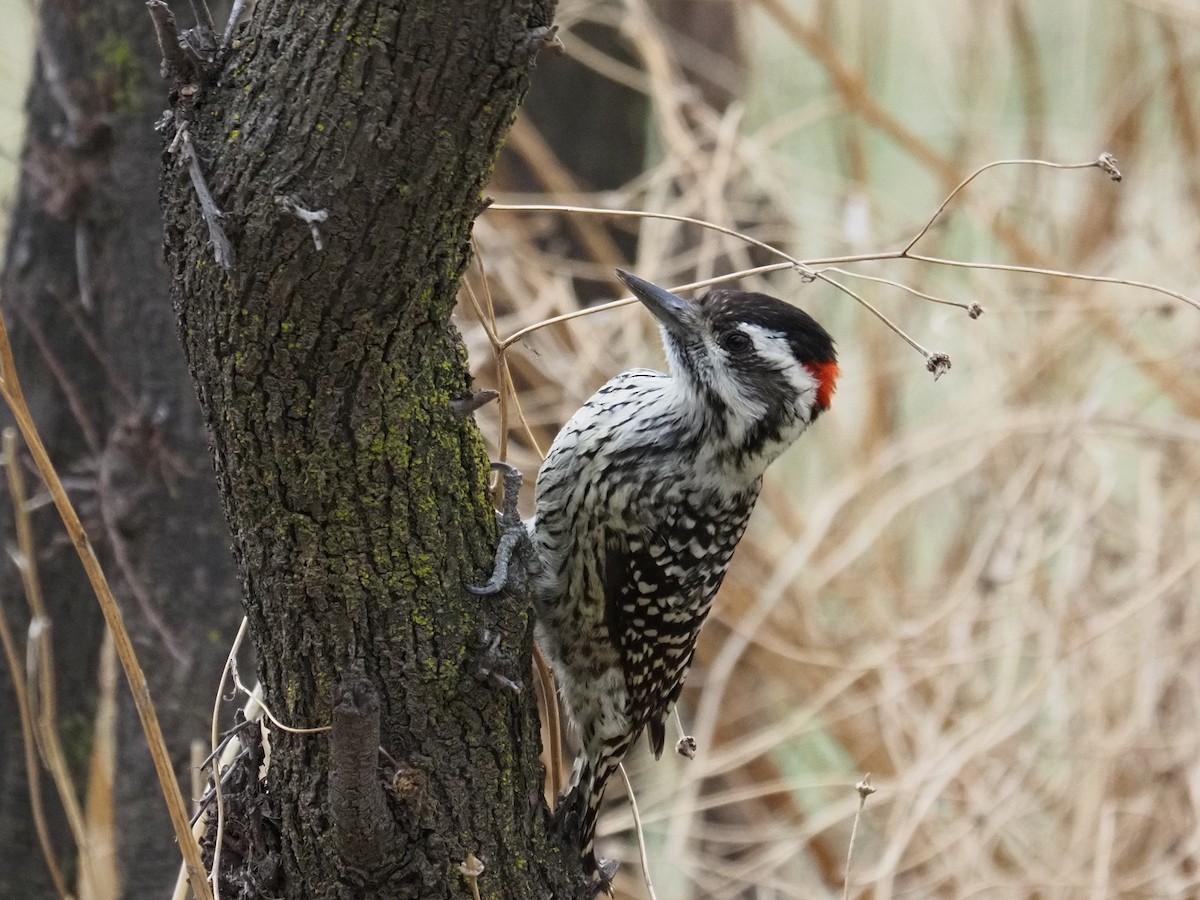 Striped Woodpecker - ML620073729