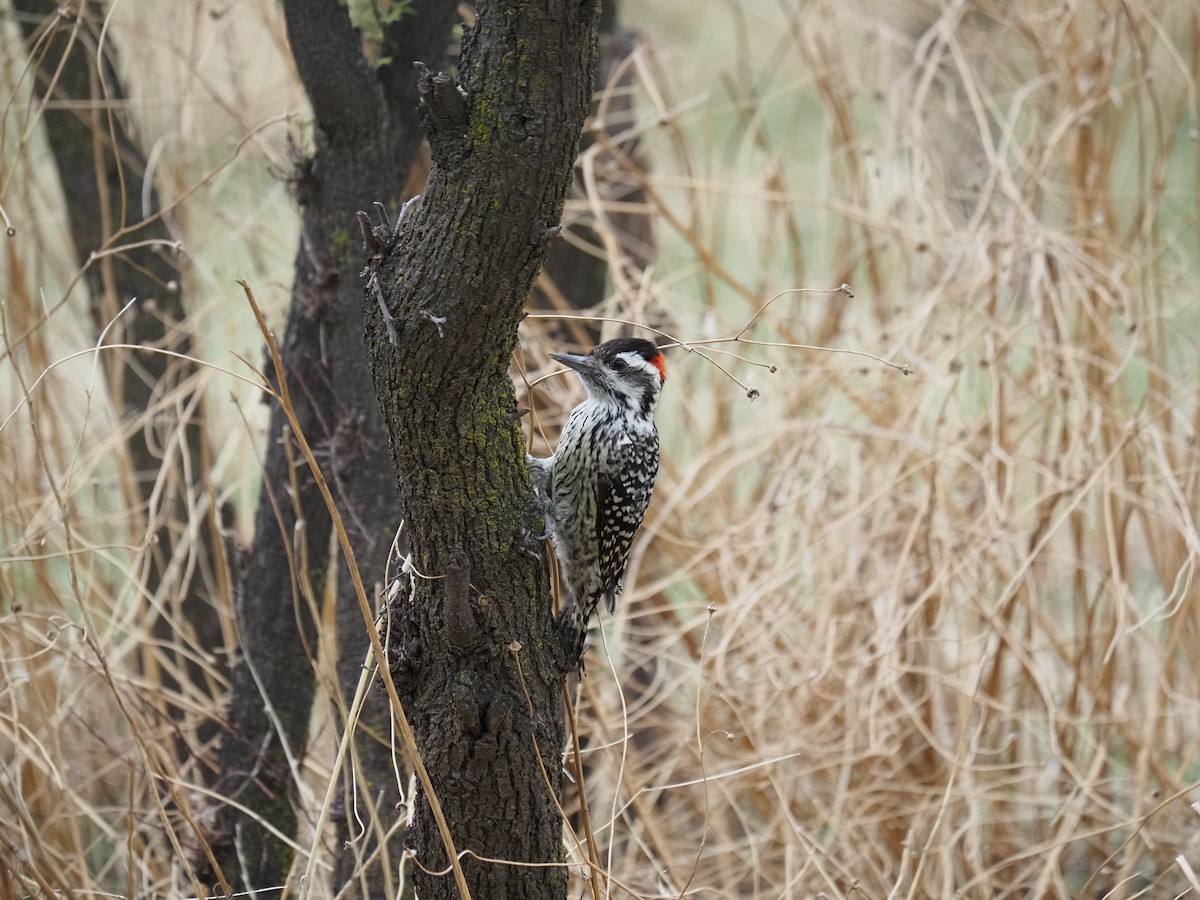 Striped Woodpecker - ML620073730