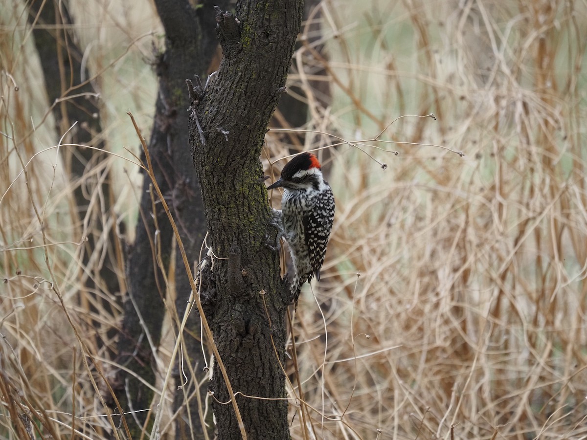 Striped Woodpecker - ML620073731