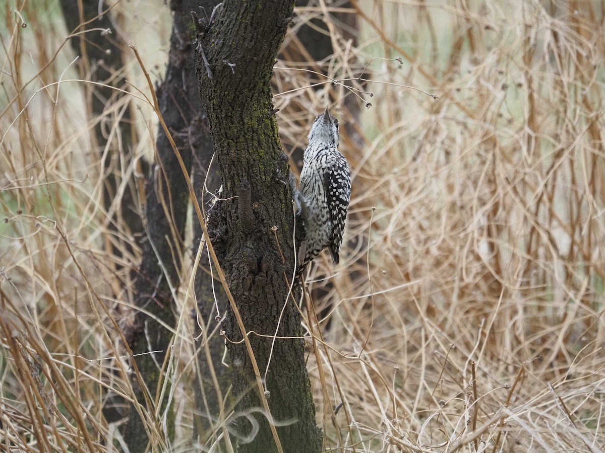 Striped Woodpecker - ML620073732