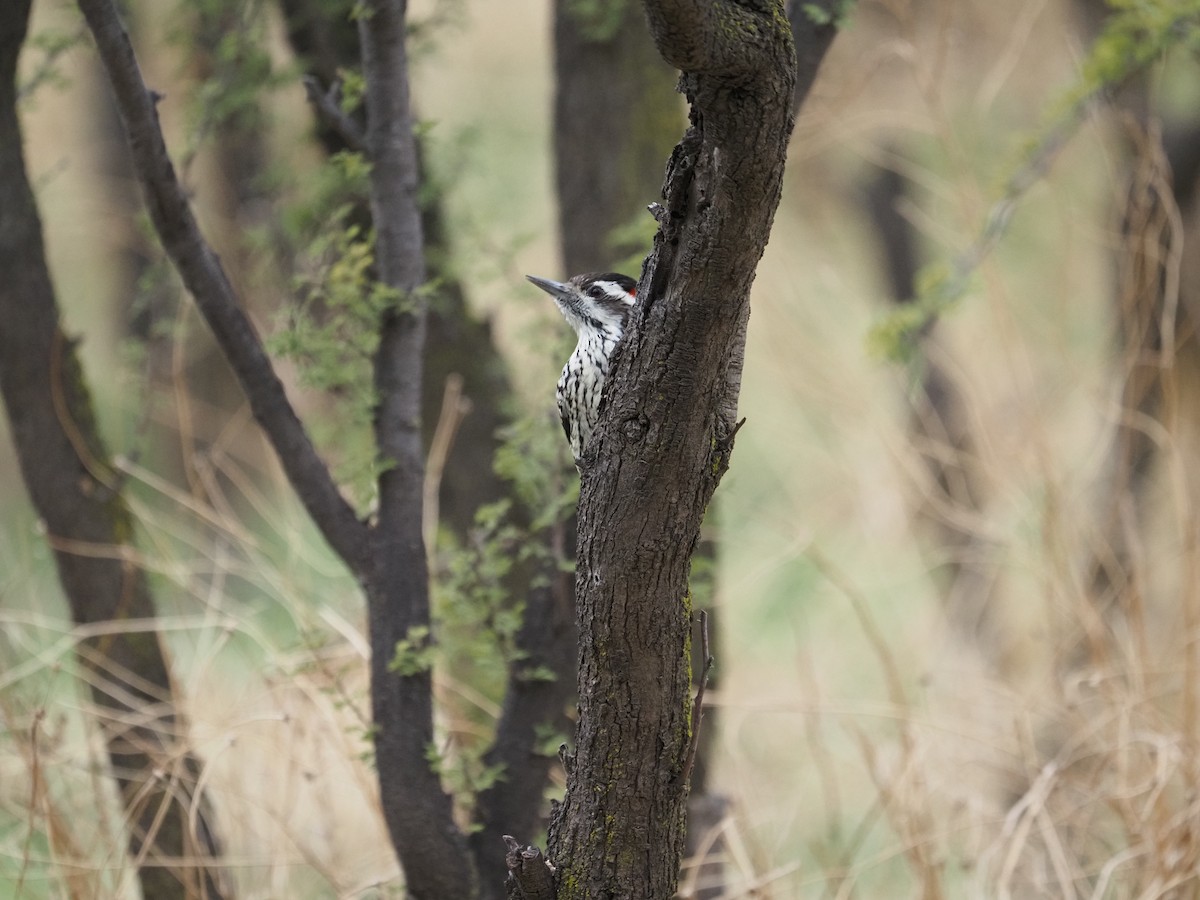 Striped Woodpecker - ML620073733