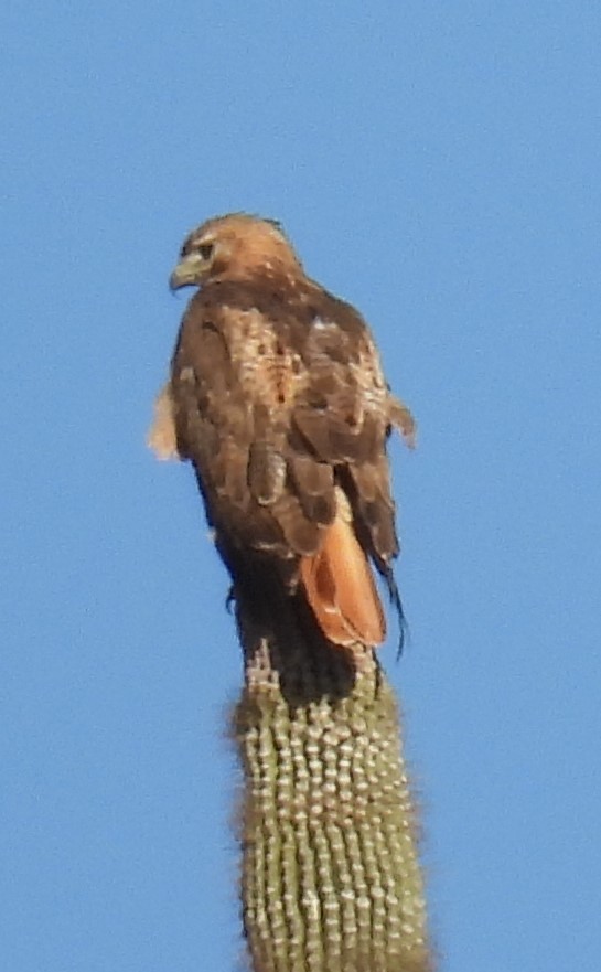 Red-tailed Hawk - ML620073743