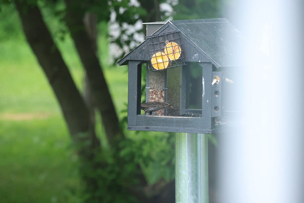 Red-winged Blackbird - ML620073744