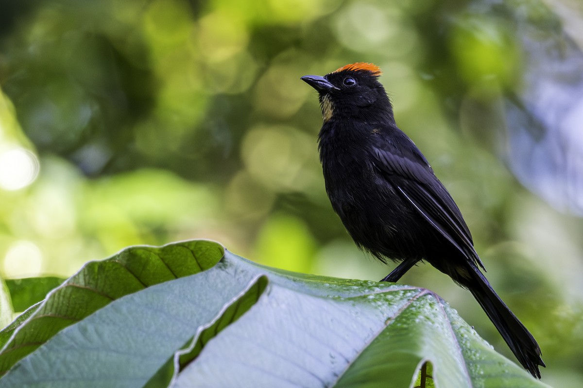 Flame-crested Tanager (Flame-crested) - ML620073763