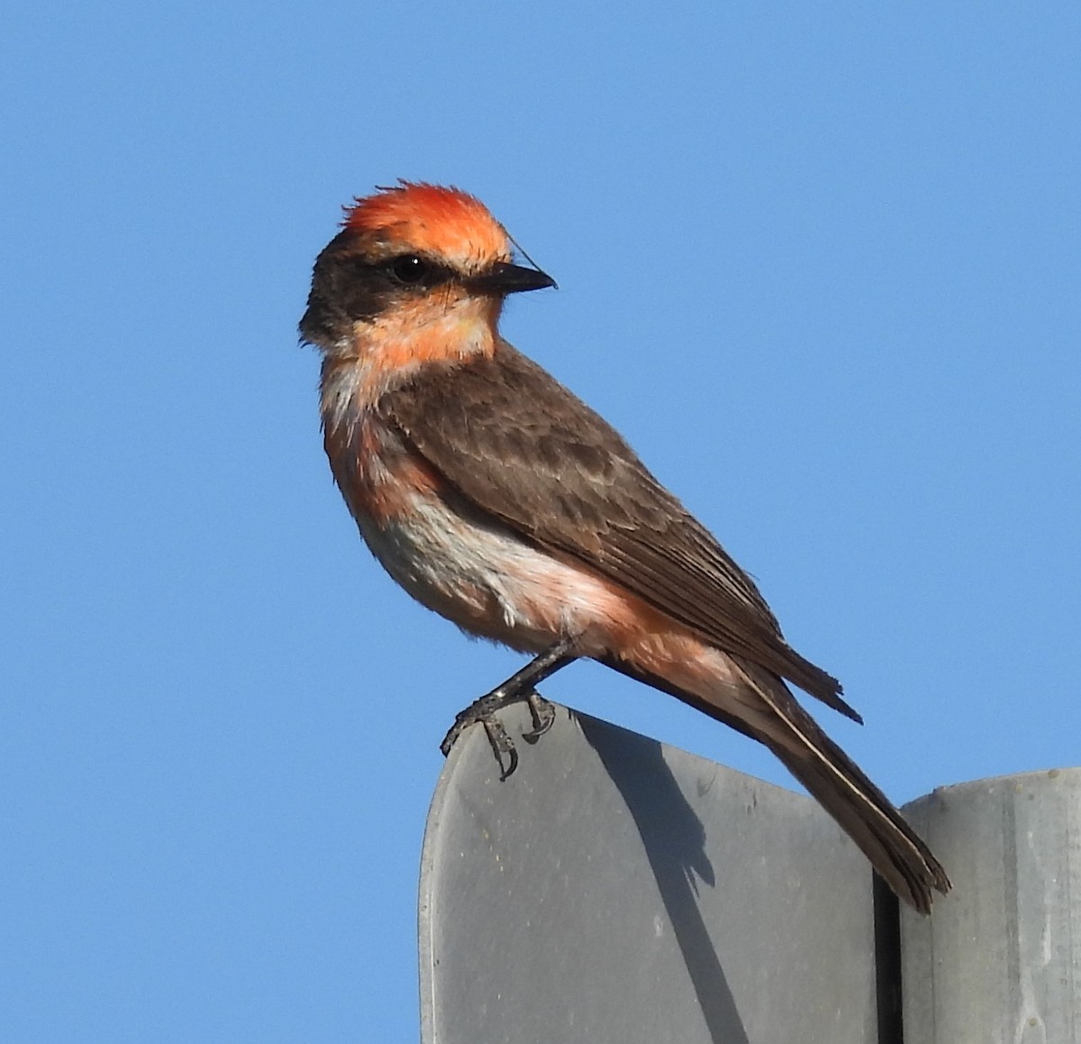 Vermilion Flycatcher - ML620073764