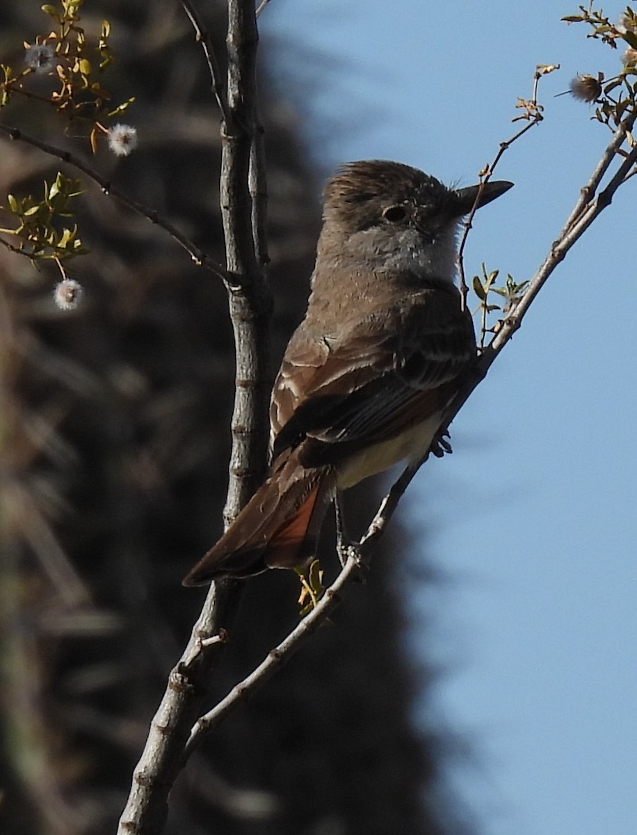 Ash-throated Flycatcher - ML620073772