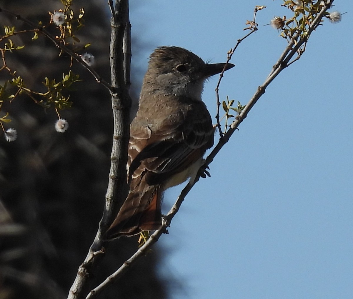 Ash-throated Flycatcher - ML620073773