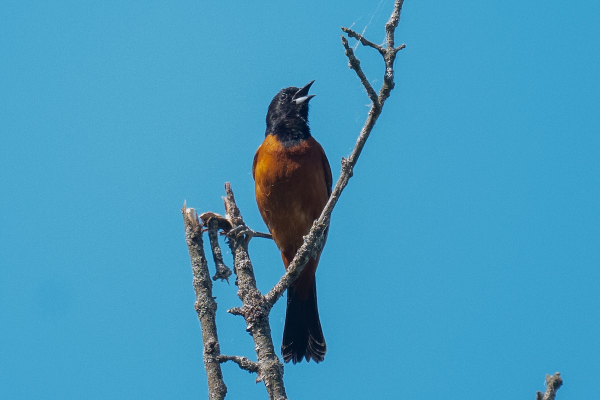 Orchard Oriole - ML620073777
