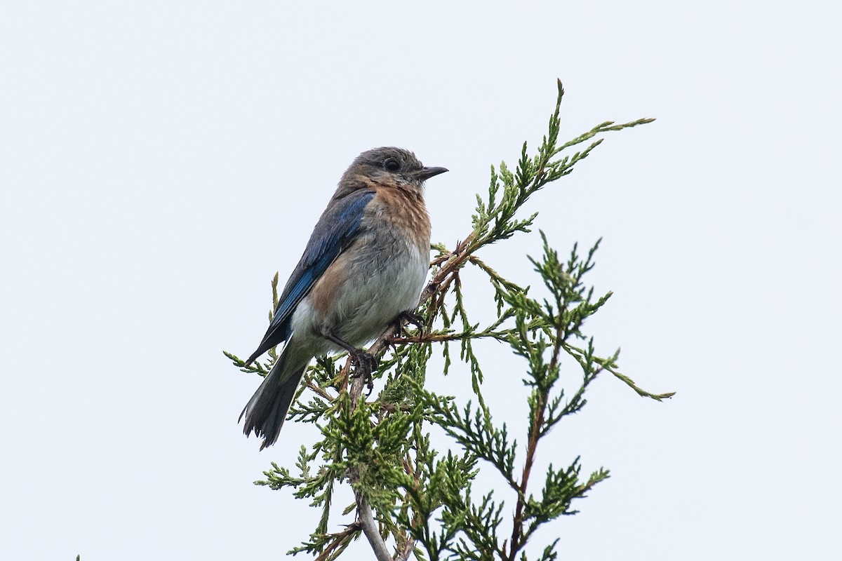 Rotkehl-Hüttensänger (sialis/bermudensis) - ML620073790