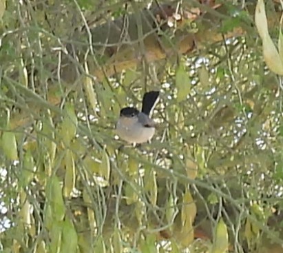 Black-tailed Gnatcatcher - ML620073792