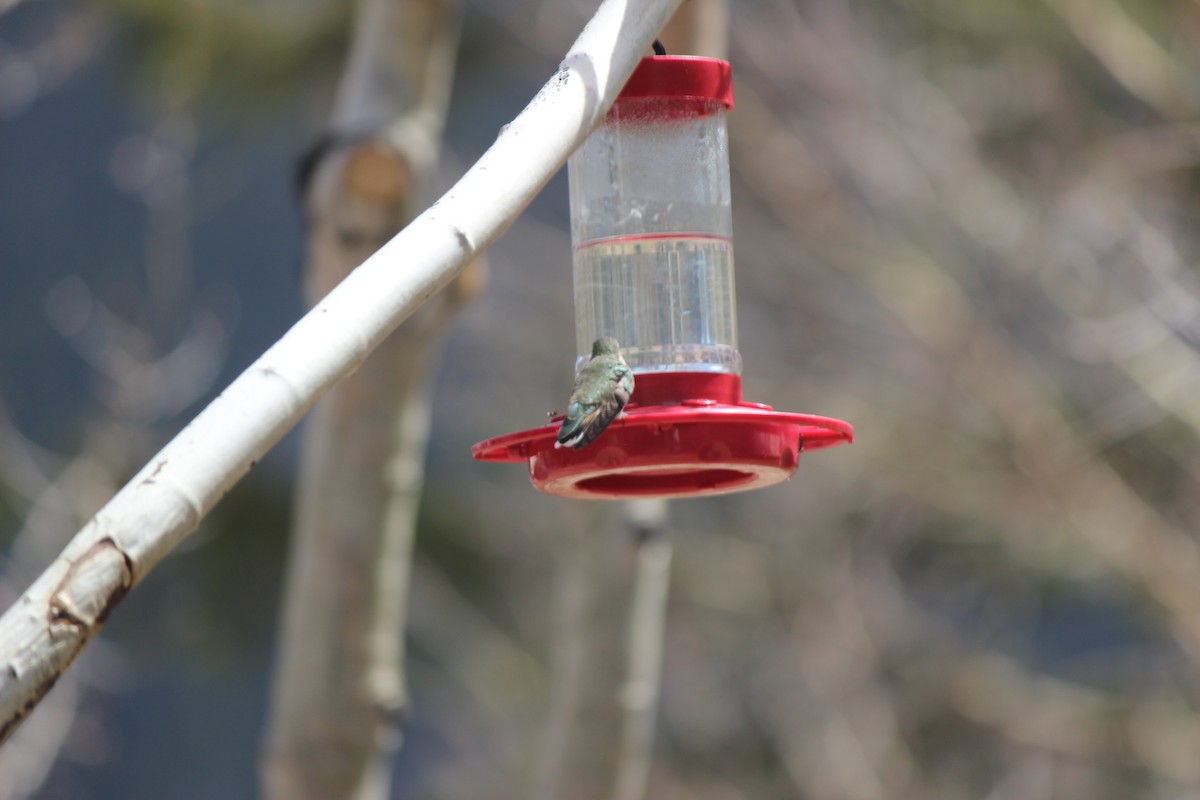 Broad-tailed Hummingbird - ML620073793