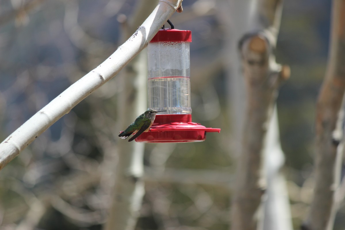 Broad-tailed Hummingbird - ML620073797