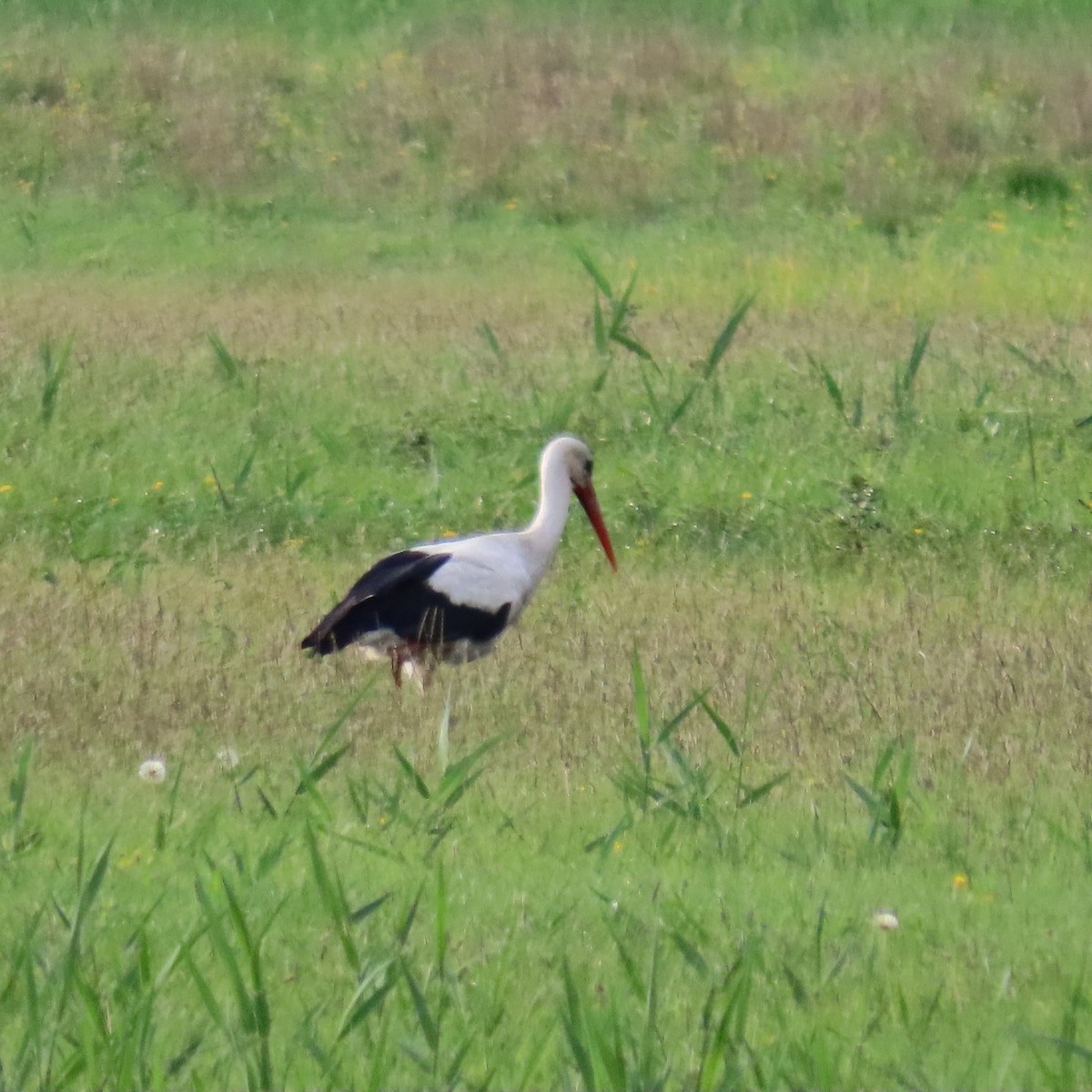 White Stork - ML620073799