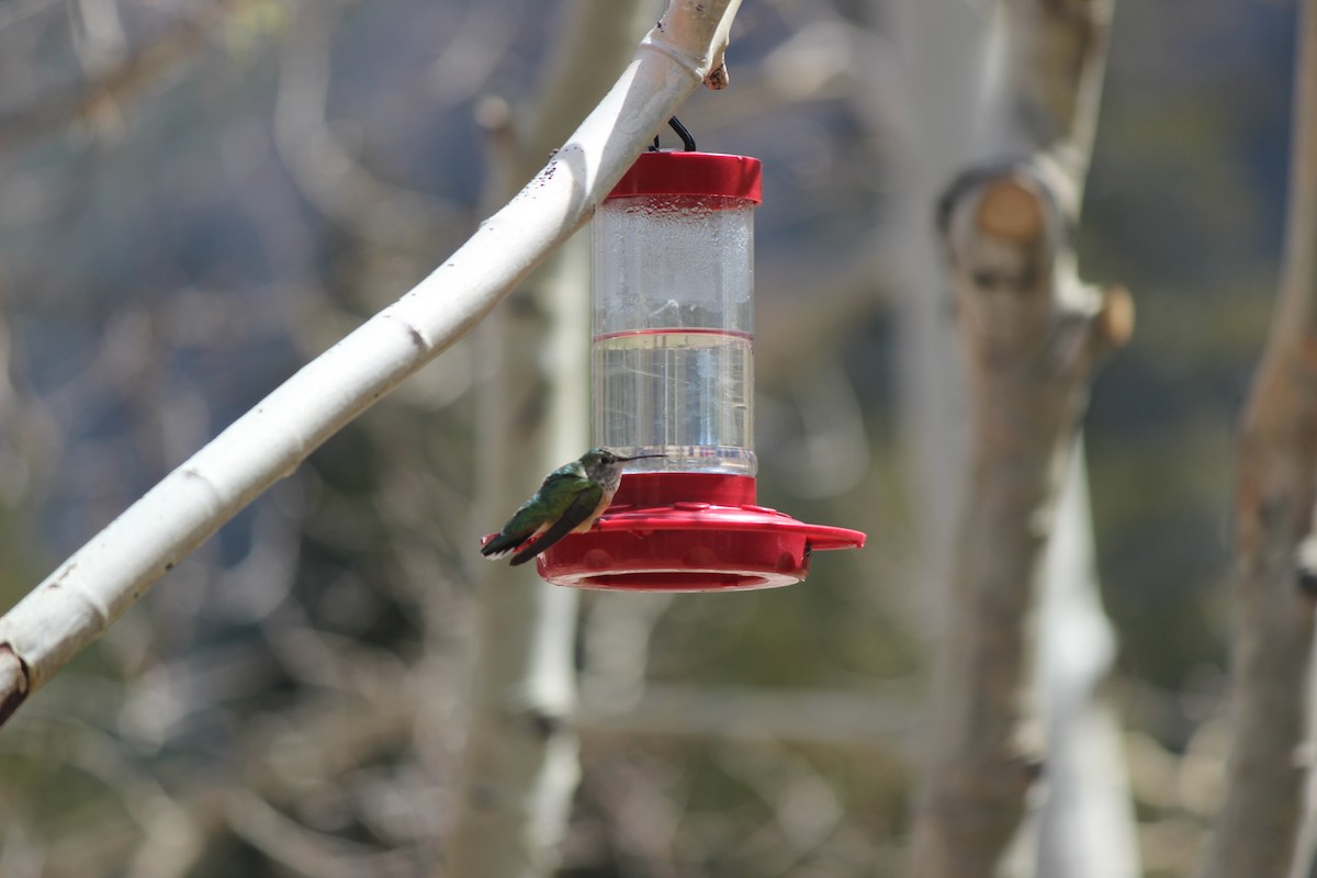 Broad-tailed Hummingbird - ML620073803
