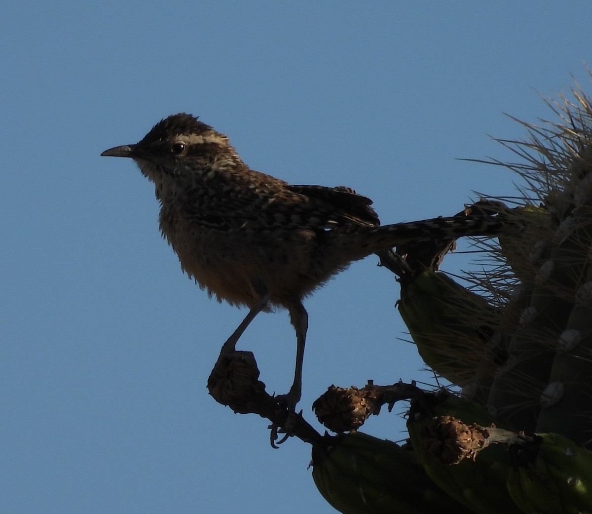 Cactus Wren - ML620073804