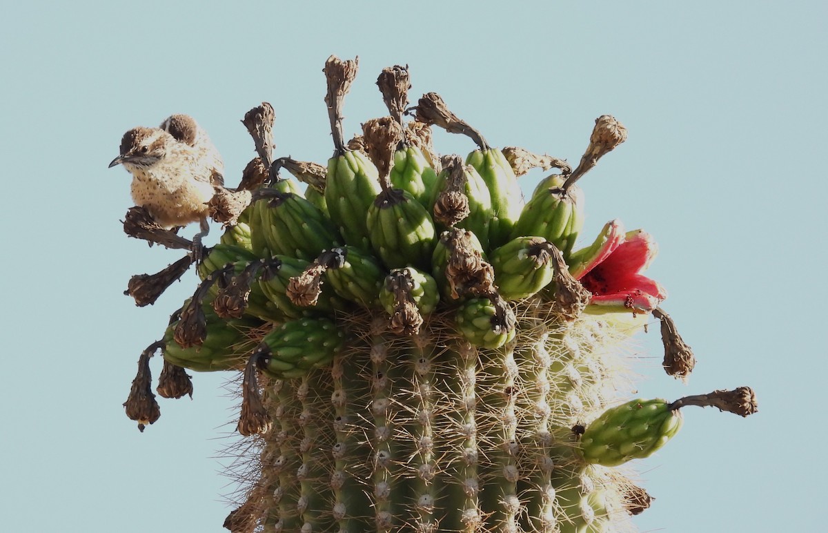 Cactus Wren - ML620073805