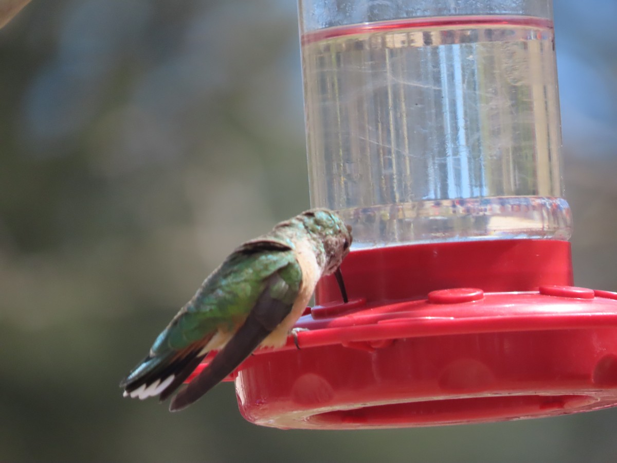 Broad-tailed Hummingbird - ML620073810