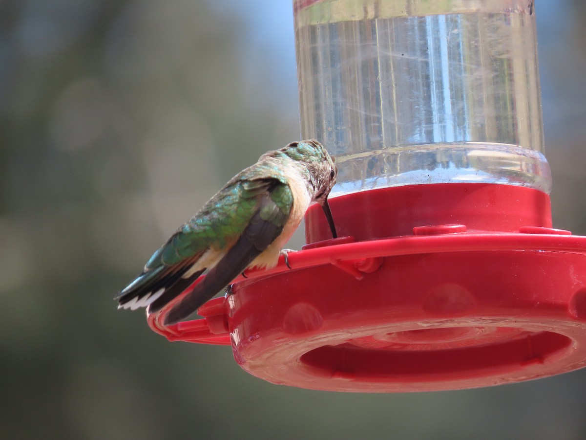 Broad-tailed Hummingbird - ML620073814